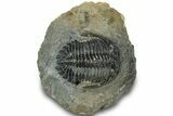 Bargain, Hollardops Trilobite Fossil - Ofaten, Morocco #311255-1
